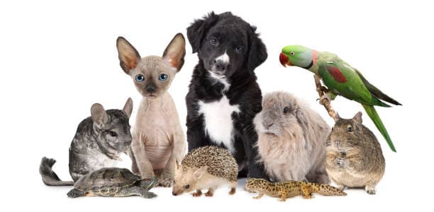 Seguros Veterinarios para Mascotas y Animales Exóticos